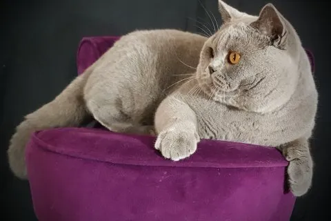 Lucky à 9 mois