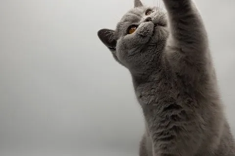 Zurprise 