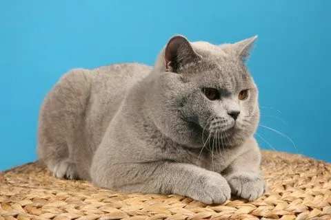 Othello à 9 mois déjà énorme...