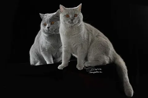 Gabriel & Othello collés!